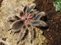 grammostola_rosea.jpg