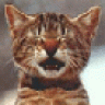 macska