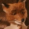 Fox...